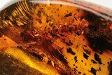 Polished Chiapas Amber ( grams) - Mexico #193275-1